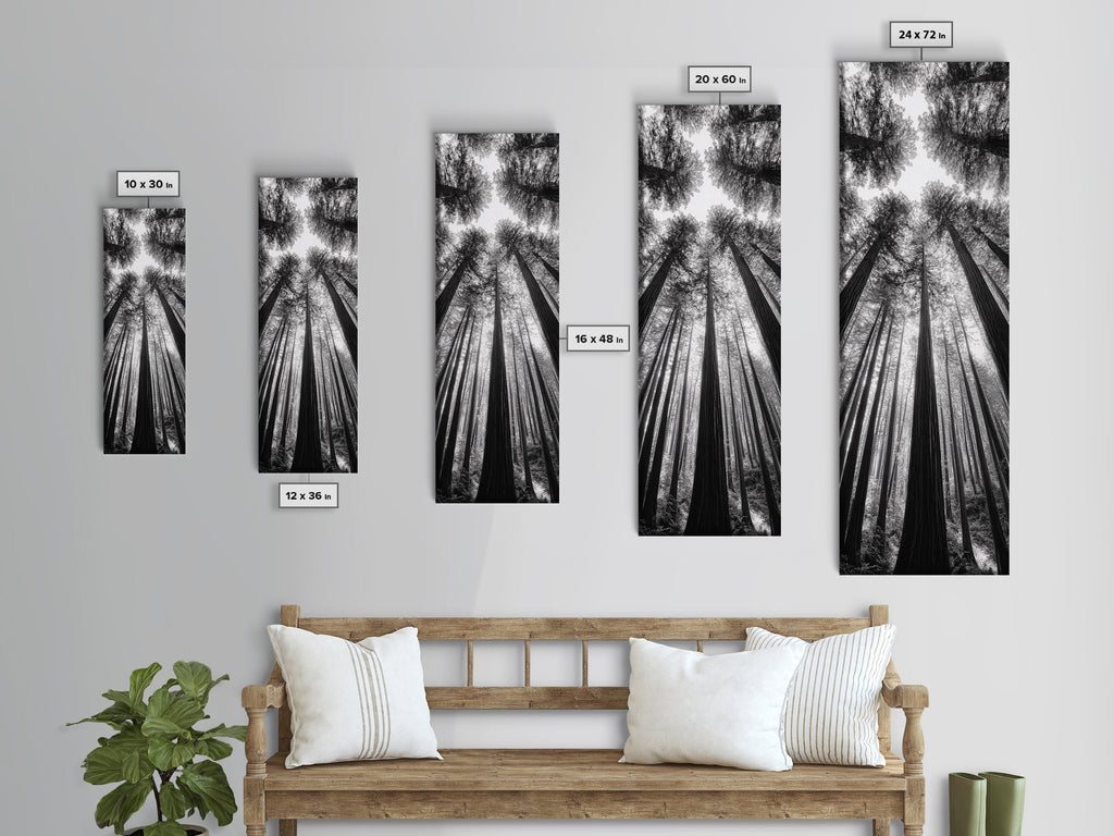 Redwood Forest, Sunlight Trees, Nature Canopy, Canvas Print, Serene Woodland Art, Cabin Wall Decor, Black and White Forest Art, Bedroom Wall Art